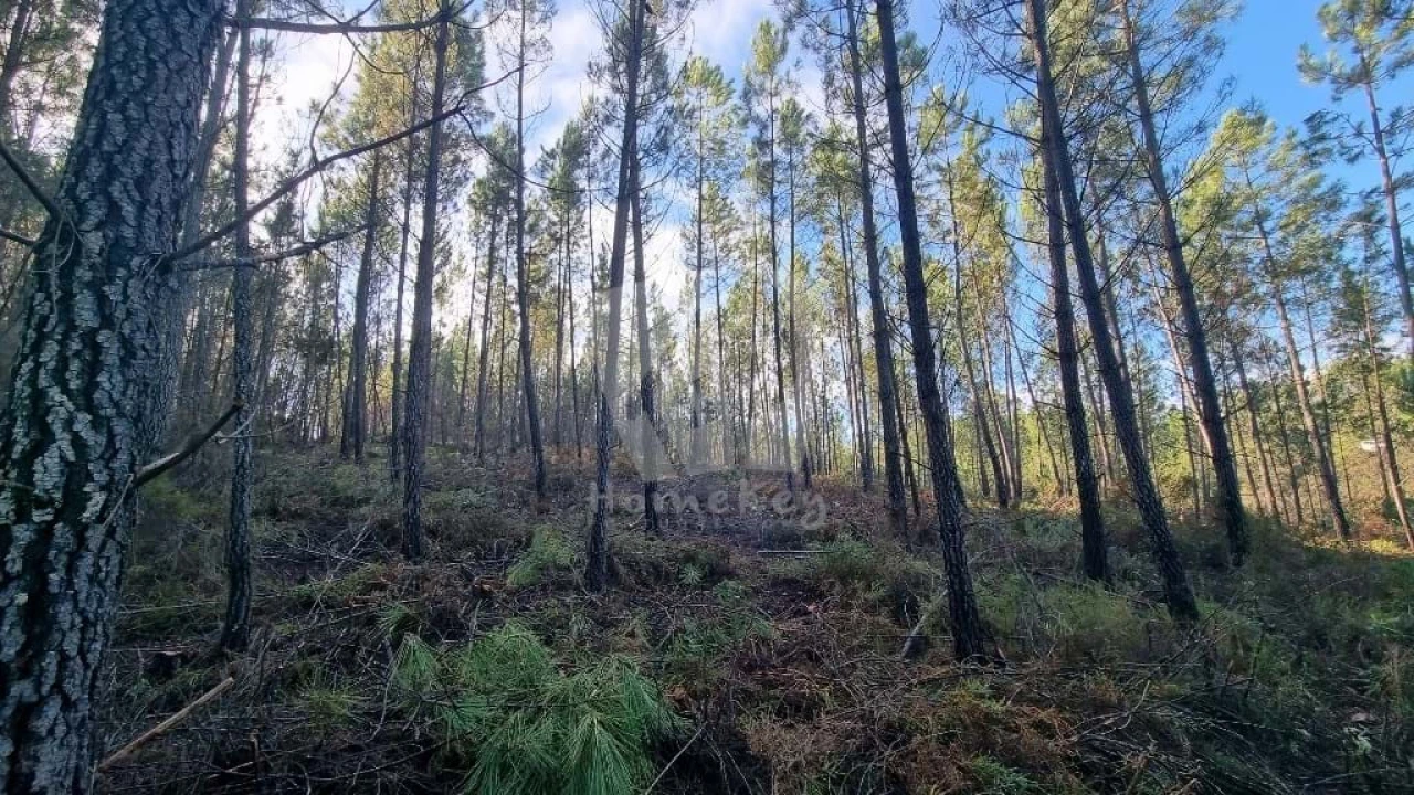 Terreno Agricola ou Rústico para Venda em Santo Andre das Tojeiras Foto 9