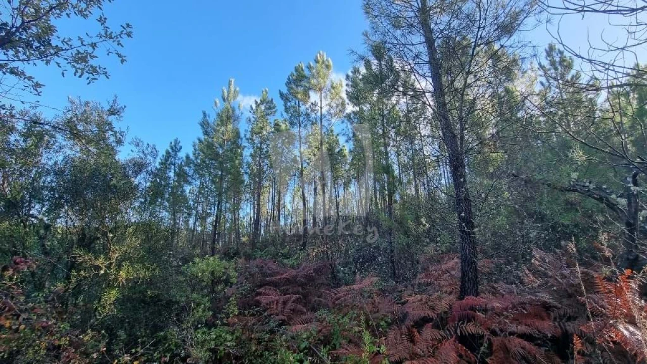 Terreno Agricola ou Rústico para Venda em Santo Andre das Tojeiras Foto 6