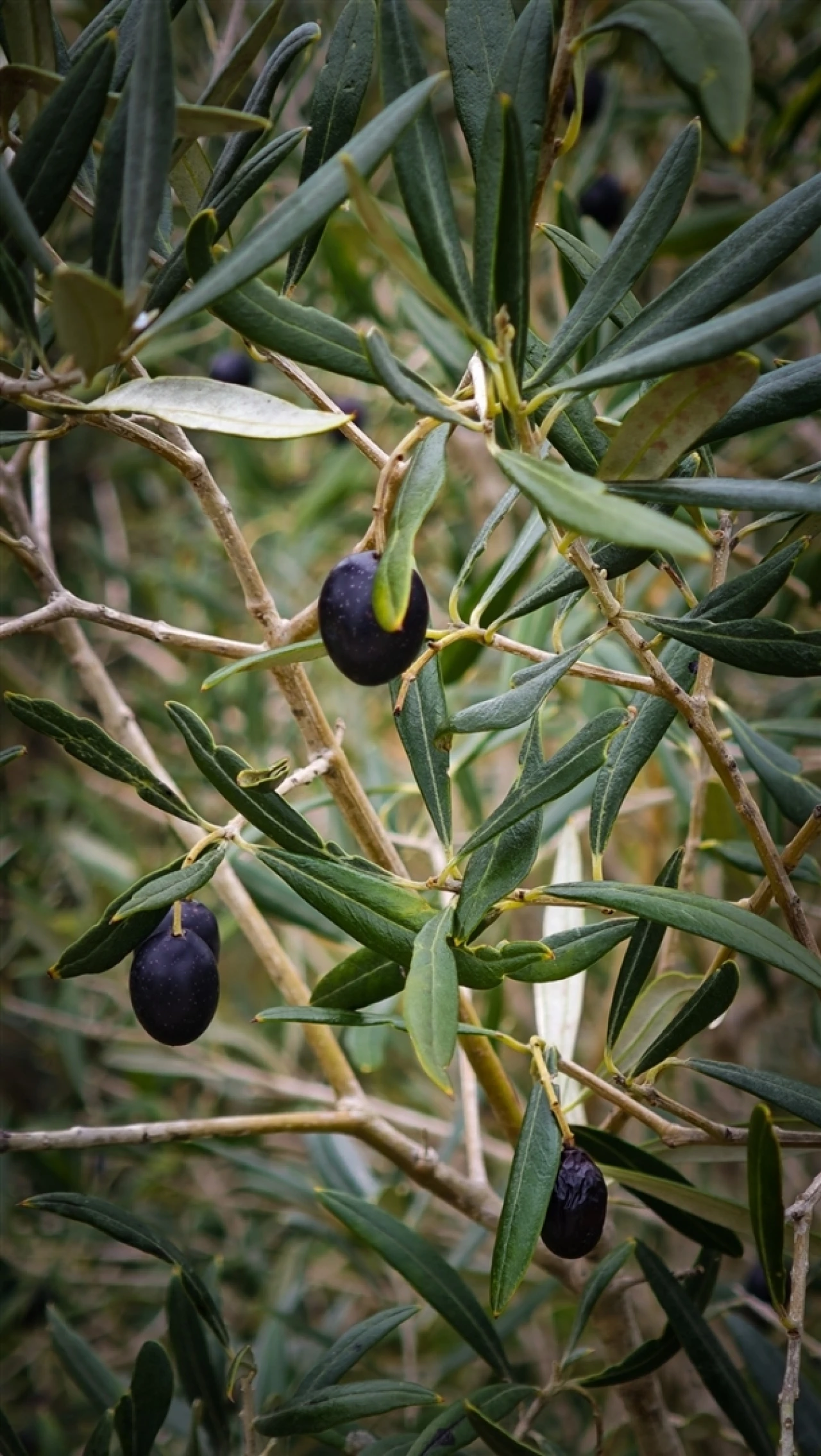 Quinta T4 para Venda em Guia Foto 63