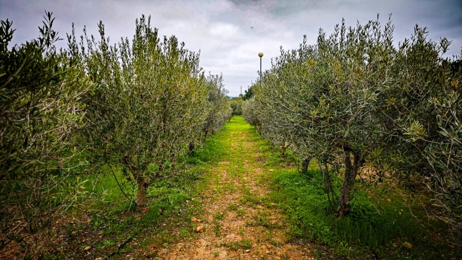 Quinta T4 para Venda em Guia Foto 47