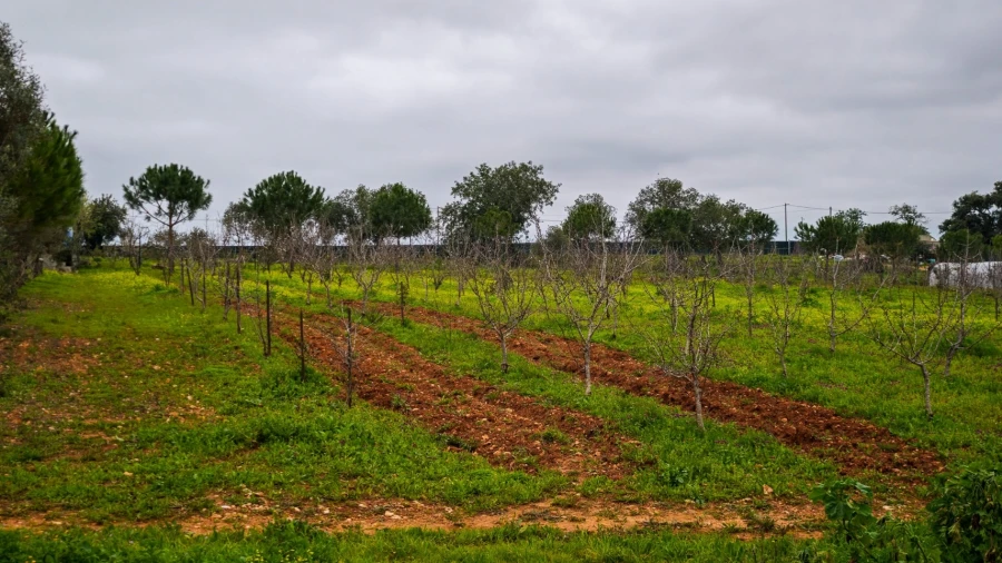 Quinta T4 para Venda em Guia Foto 66