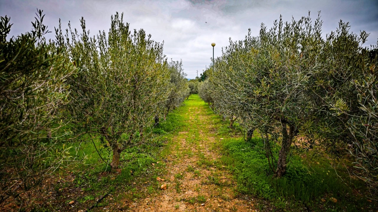 Quinta T4 para Venda em Guia Foto 47