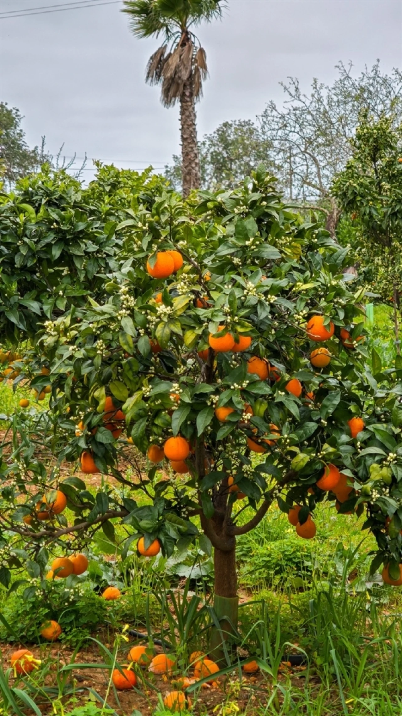 Quinta T4 para Venda em Guia Foto 68