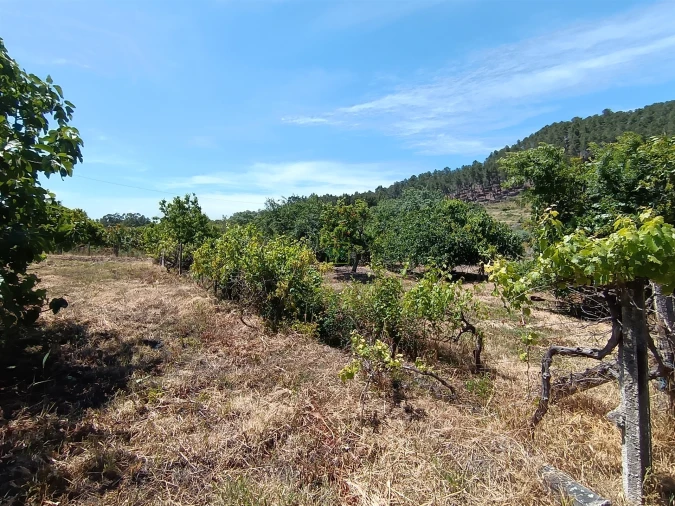 Quinta T0 para Venda em Penamacor Foto 18