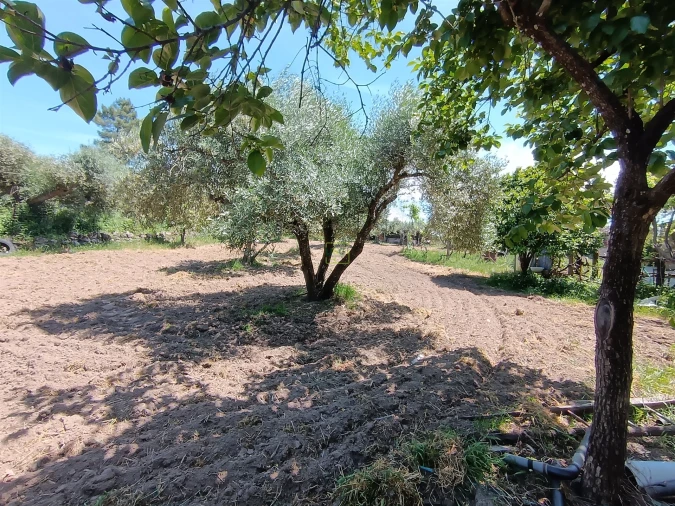 Quinta T0 para Venda em Penamacor Foto 13