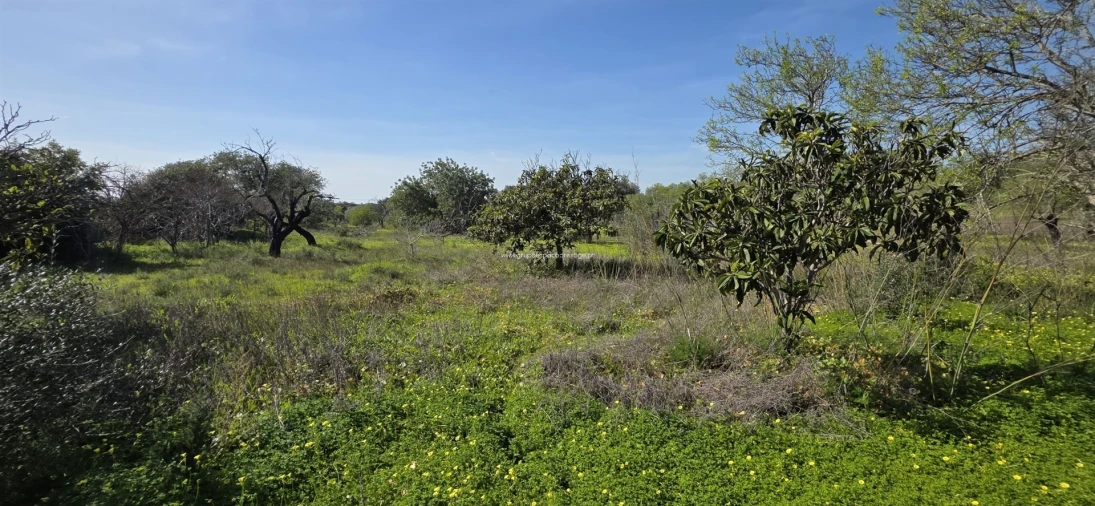 Terreno Misto para Venda em Pechão Foto 9