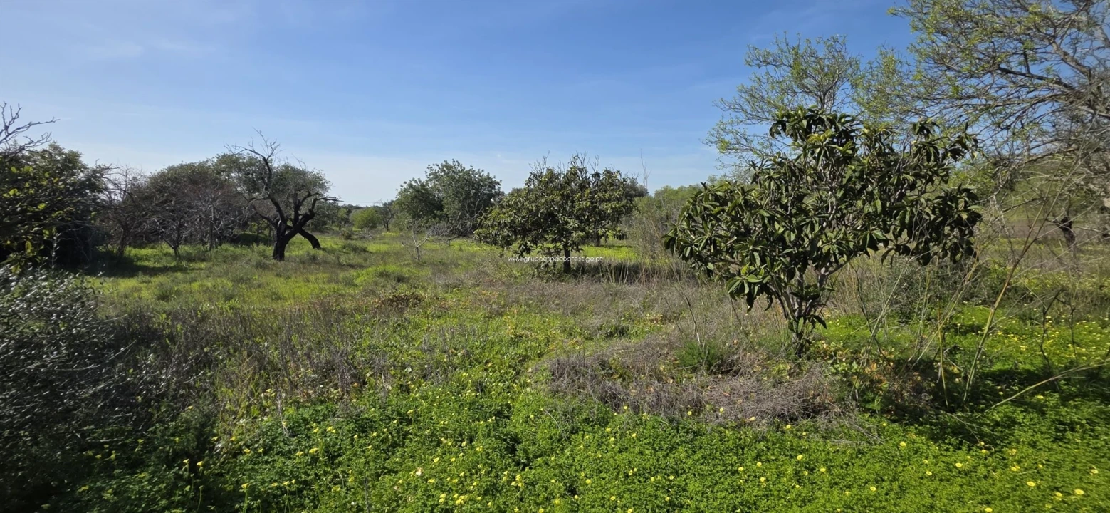 Terreno Misto para Venda em Pechão Foto 9