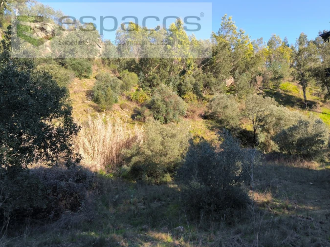 Terreno Agricola ou Rústico para Venda em Sarzedas Foto 12