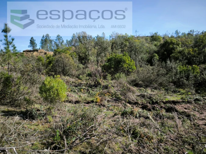 Terreno Agricola ou Rústico para Venda em Sarzedas Foto 13