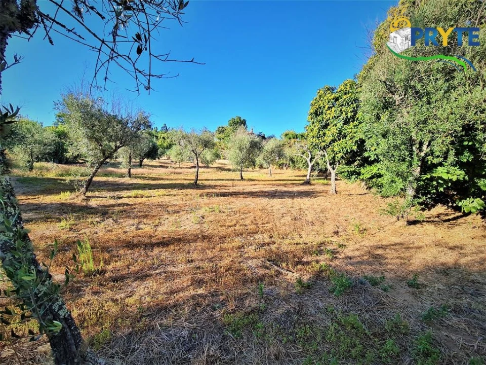 Quinta para Venda em Cabeçudo Foto 28
