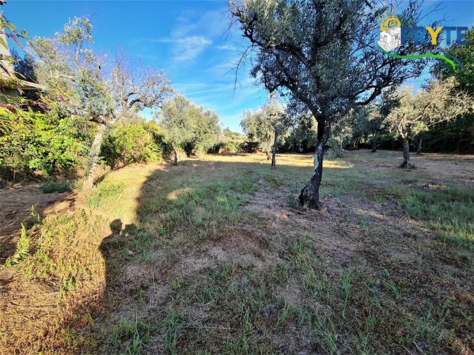 Quinta para Venda em Cabeçudo Foto 5