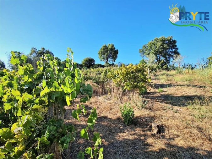 Quinta para Venda em Cabeçudo Foto 6