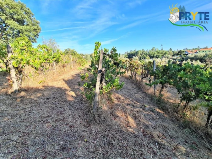 Quinta para Venda em Cabeçudo Foto 9