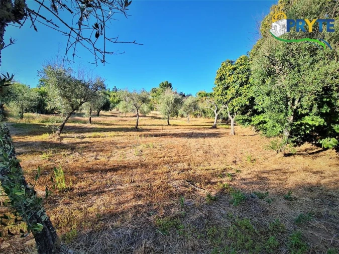 Quinta para Venda em Cabeçudo Foto 28