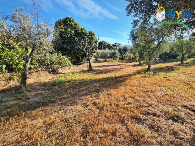 Quinta para Venda em Cabeçudo Foto 30