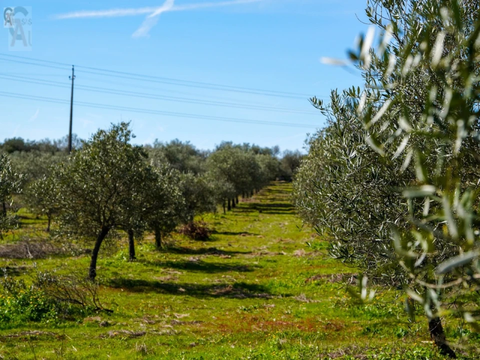 Quinta T2 para Venda em São Bras e São Lourenço Foto 18