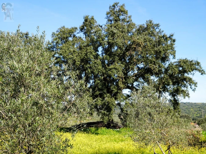 Quinta T2 para Venda em São Bras e São Lourenço Foto 17