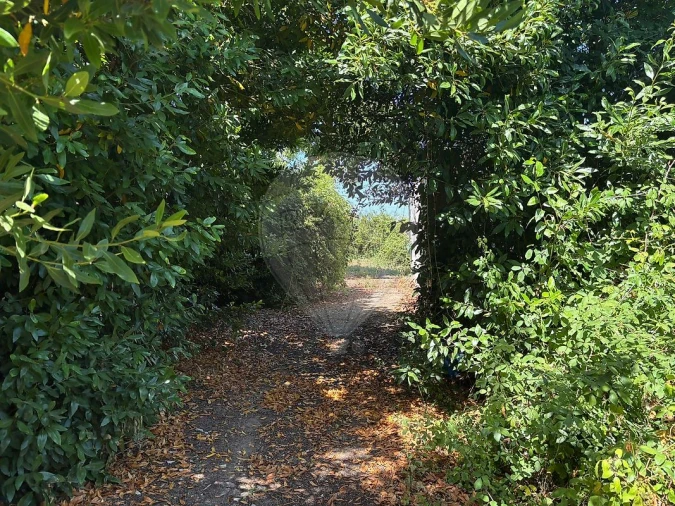 Armazém para Venda em Carvoeira e Carmões Foto 6