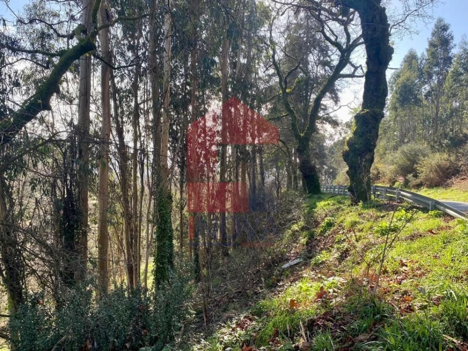 Terreno para Venda em Pico Foto 26