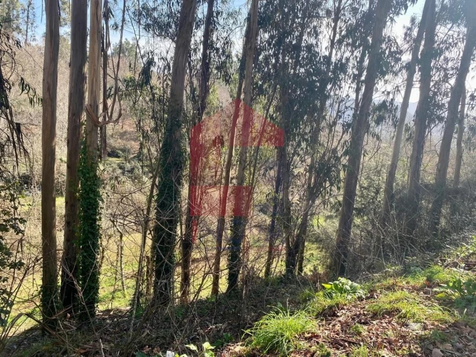 Terreno para Venda em Pico Foto 27