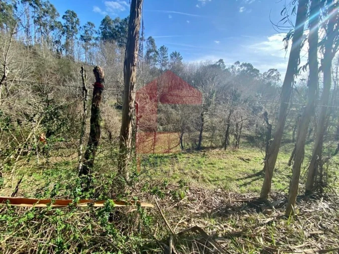 Terreno para Venda em Pico Foto 8