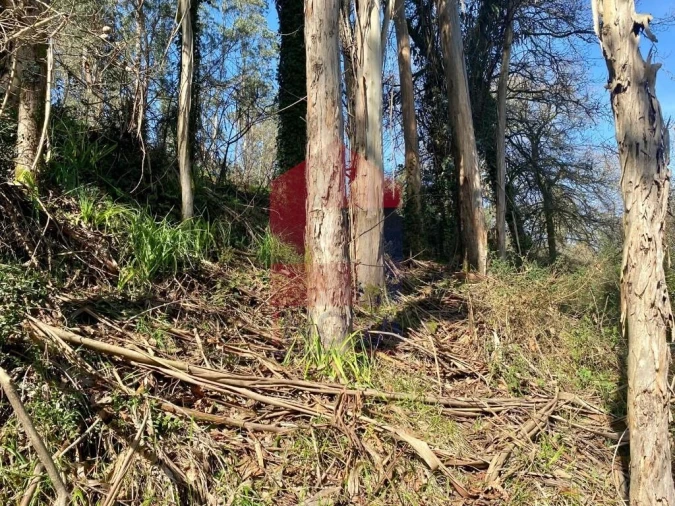Terreno para Venda em Pico Foto 19