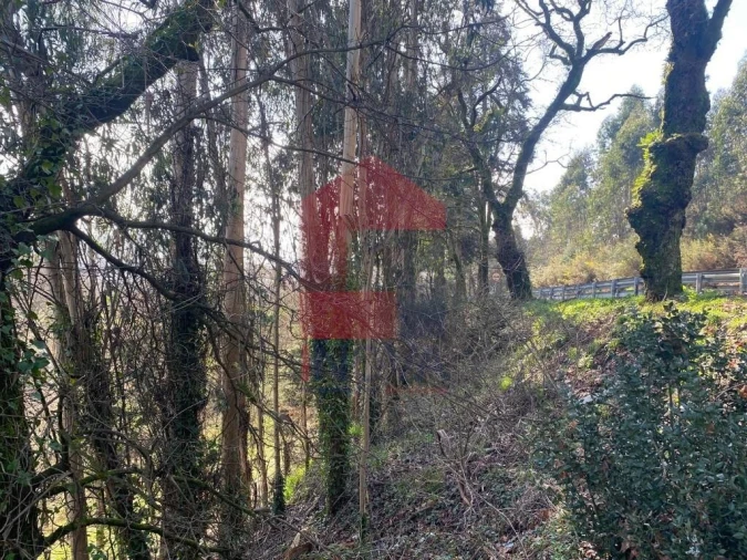 Terreno para Venda em Pico Foto 24