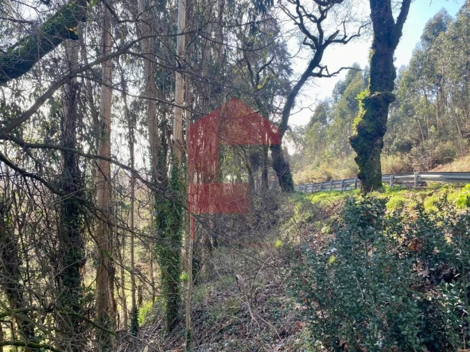 Terreno para Venda em Pico Foto 23