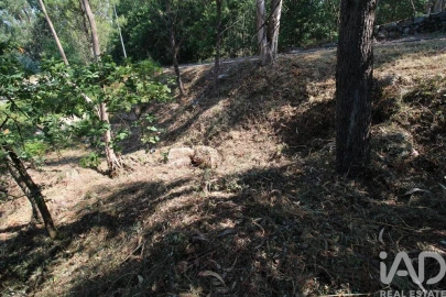 Terreno para Venda em Ruivães e Novais