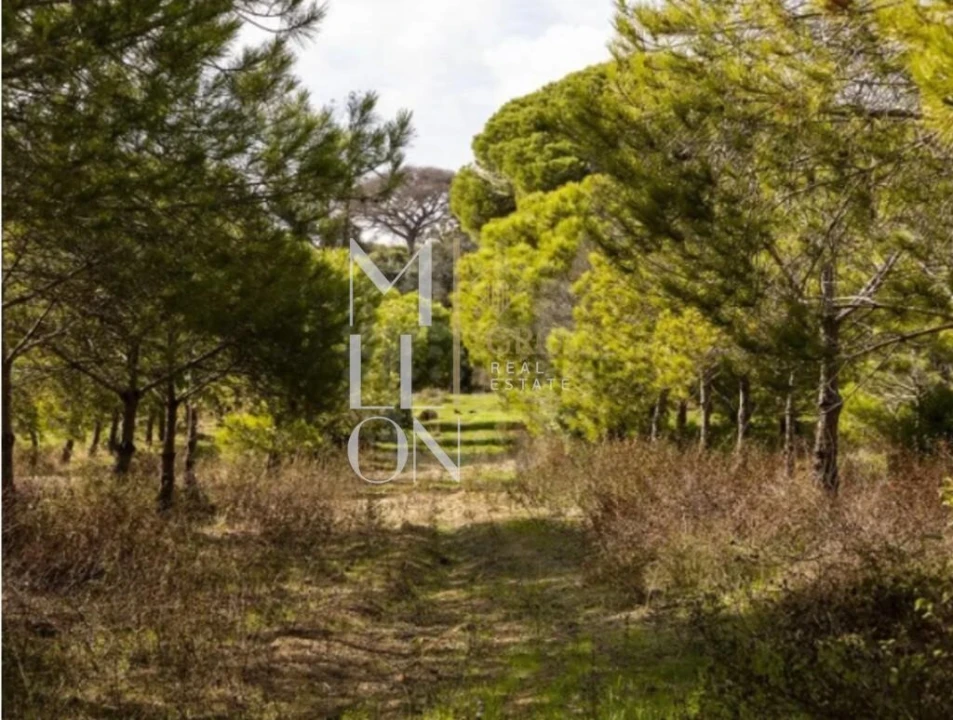 Quinta T4 para Venda em Lagoa e Carvoeiro Foto 2