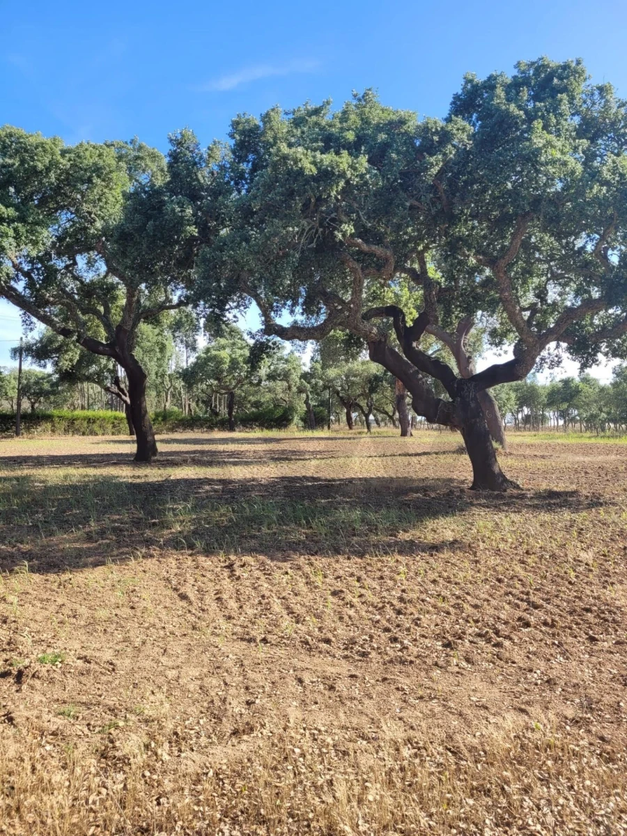 Quinta T2 para Venda em Cercal Foto 13