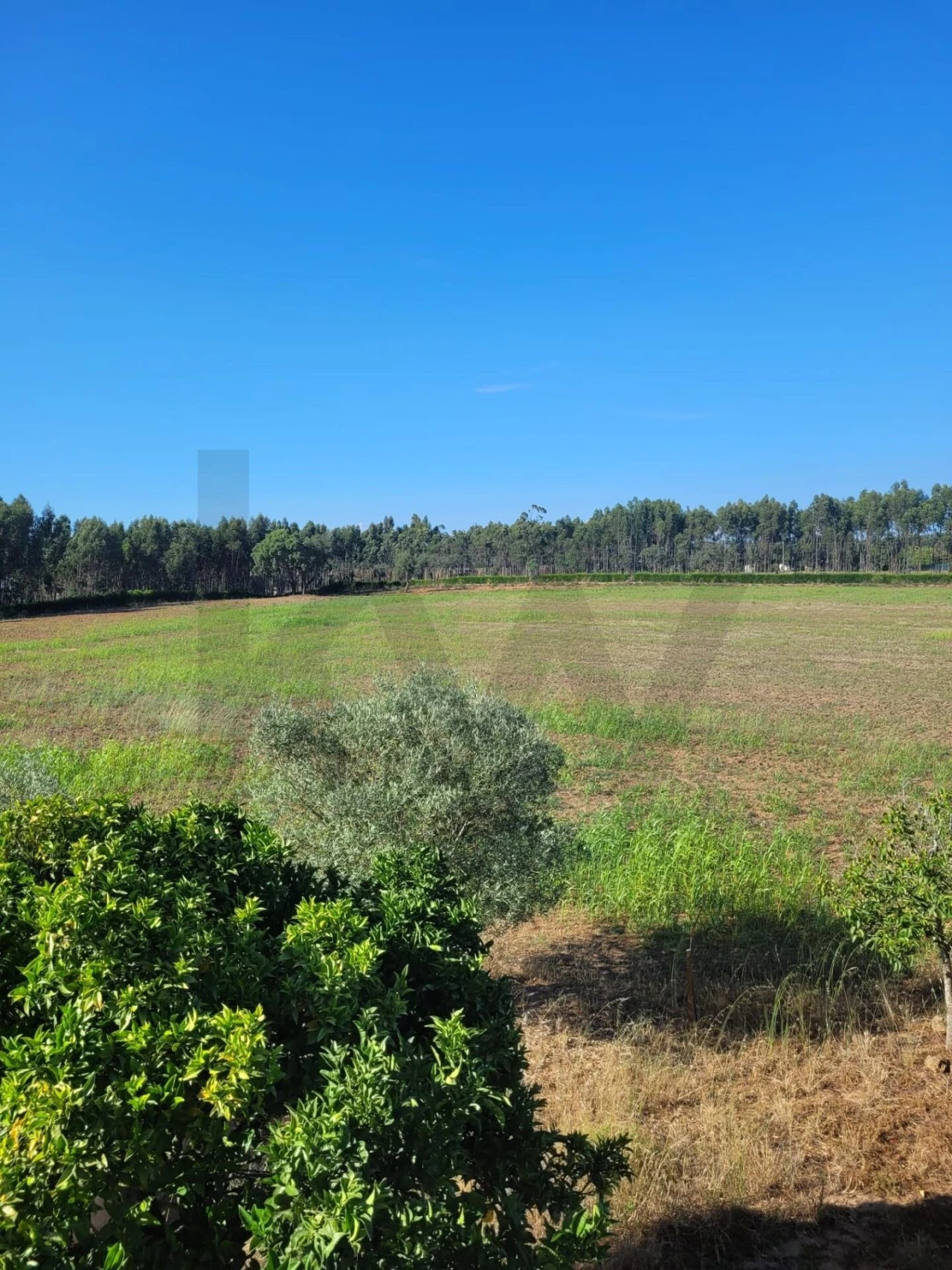 Quinta T2 para Venda em Cercal Foto 11