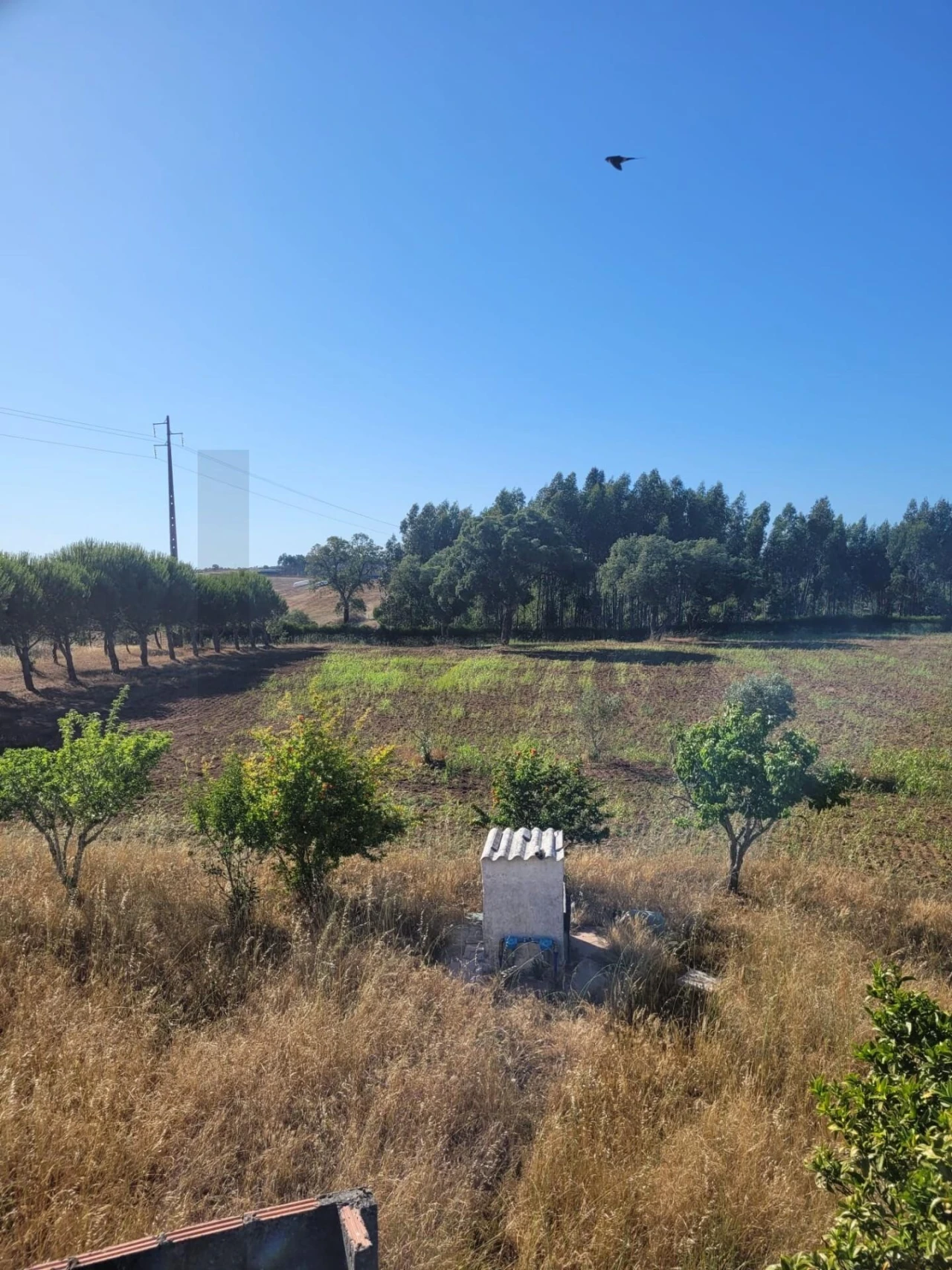 Quinta T2 para Venda em Cercal Foto 12