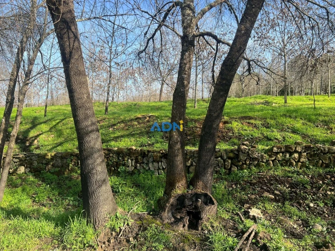 Quinta T2 para Venda em Paul Foto 73