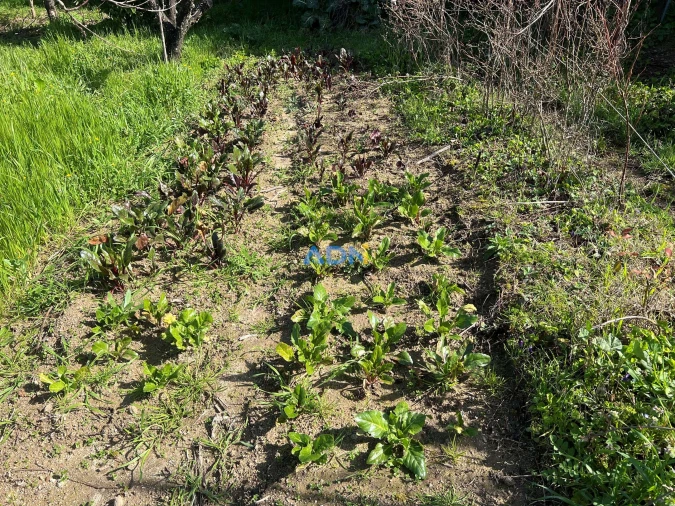 Terreno para Venda em Fundão, Valverde, Donas, A. Joanes, A. Nova Cabo Foto 13