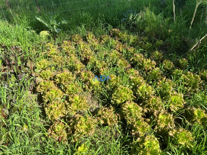 Terreno para Venda em Fundão, Valverde, Donas, A. Joanes, A. Nova Cabo Foto 21