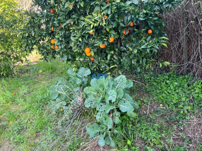 Terreno para Venda em Fundão, Valverde, Donas, A. Joanes, A. Nova Cabo Foto 14