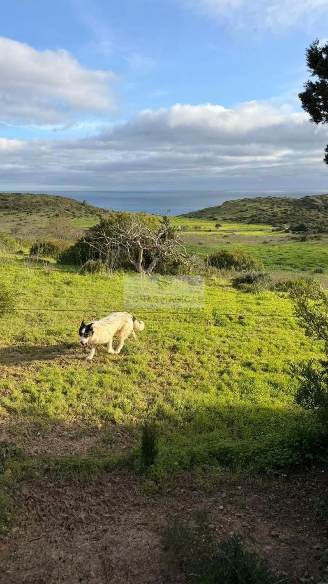 Terreno para Venda em Budens Foto 7