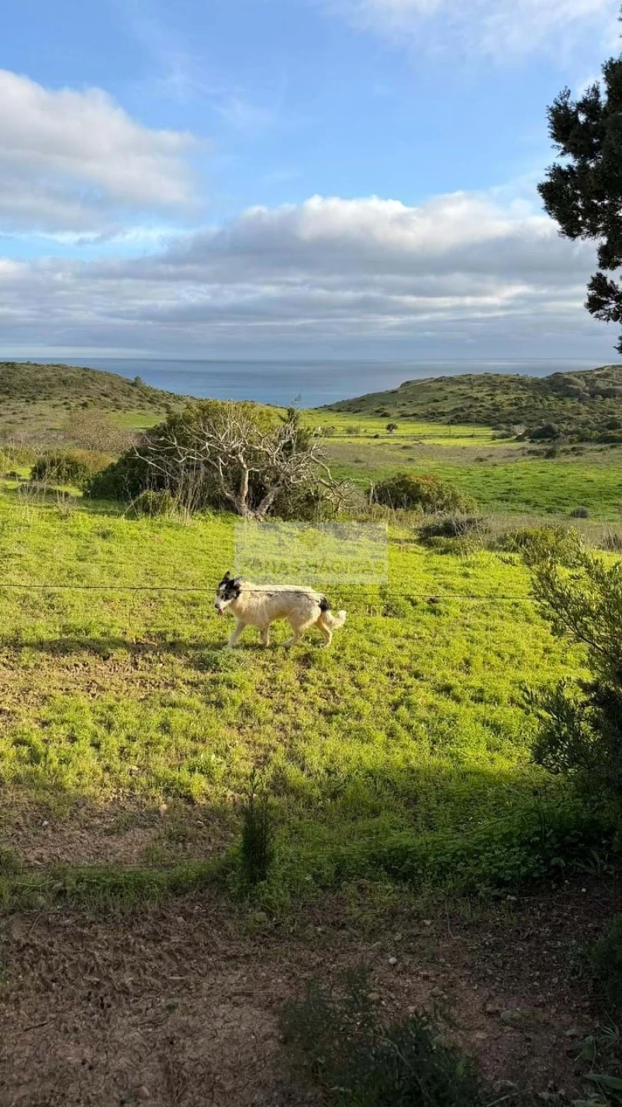 Terreno para Venda em Budens Foto 9