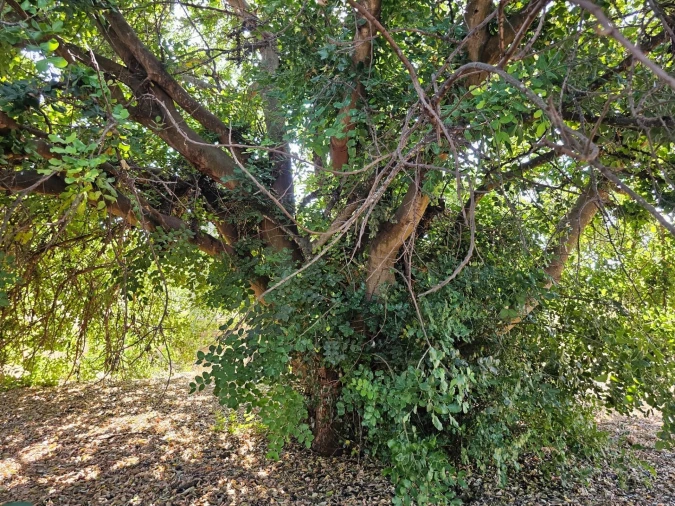Terreno para Venda em Loule (São Clemente) Foto 26