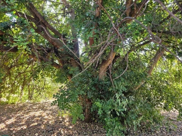 Terreno para Venda em Loule (São Clemente)