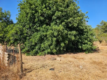 Terreno para Venda em Loule (São Clemente)