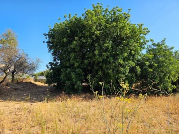 Terreno para Venda em Loule (São Clemente)