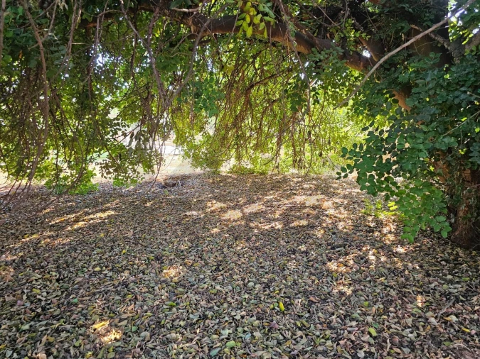 Terreno para Venda em Loule (São Clemente) Foto 26