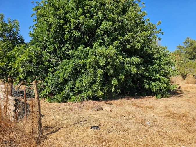 Terreno para Venda em Loule (São Clemente) Foto 4