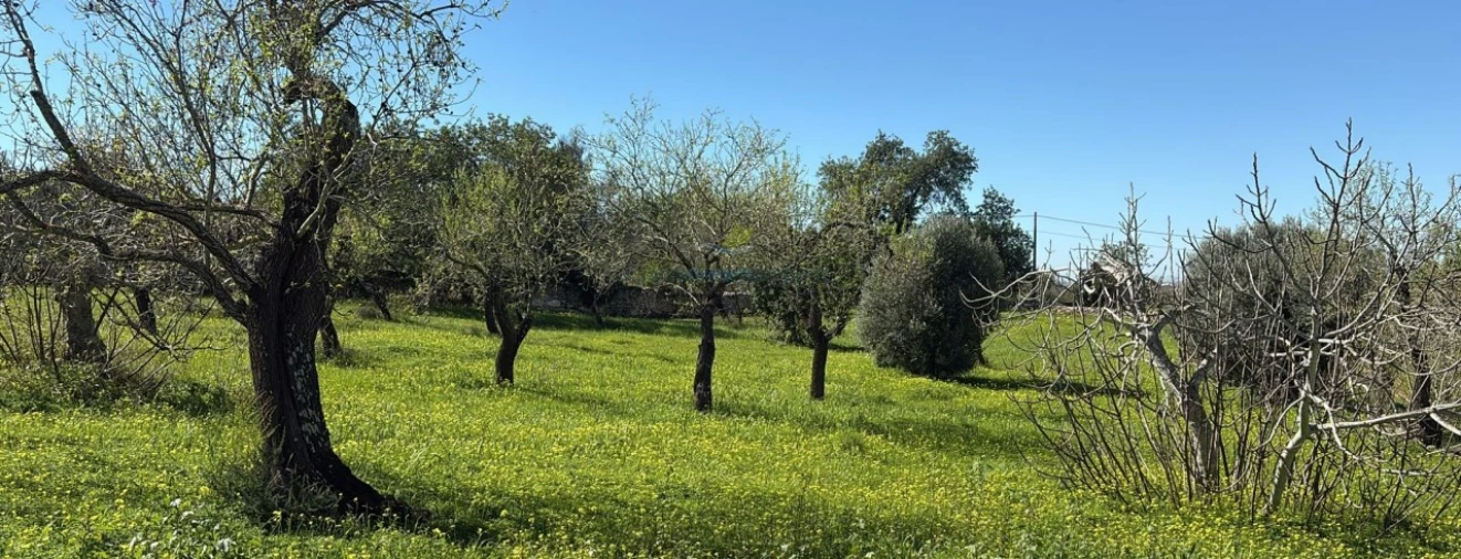 Terreno Misto para Venda em Boliqueime Foto 31