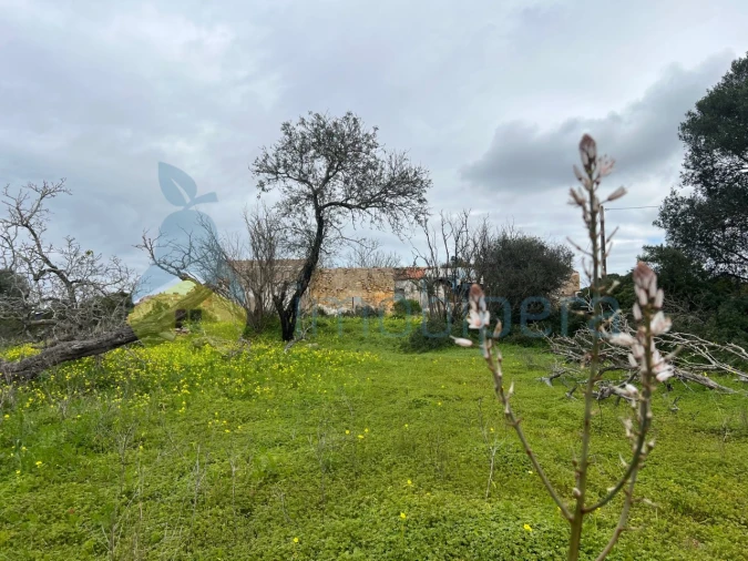Terreno Misto para Venda em Alcantarilha e Pêra Foto 10