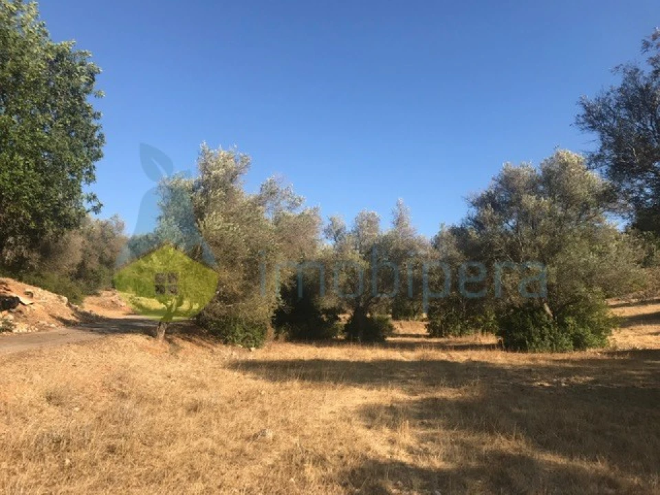 Terreno Agricola ou Rústico para Venda em Algoz e Tunes Foto 5