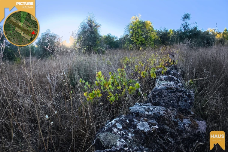 Terreno Agricola ou Rústico para Venda em Freixial e Juncal do Campo Foto 19