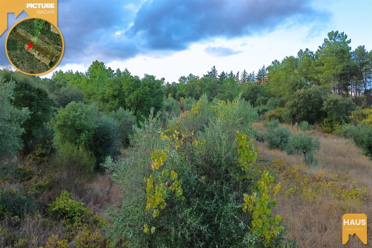 Terreno Agricola ou Rústico para Venda em Freixial e Juncal do Campo Foto 15